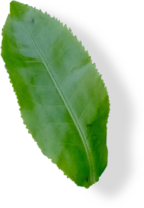 leaf1